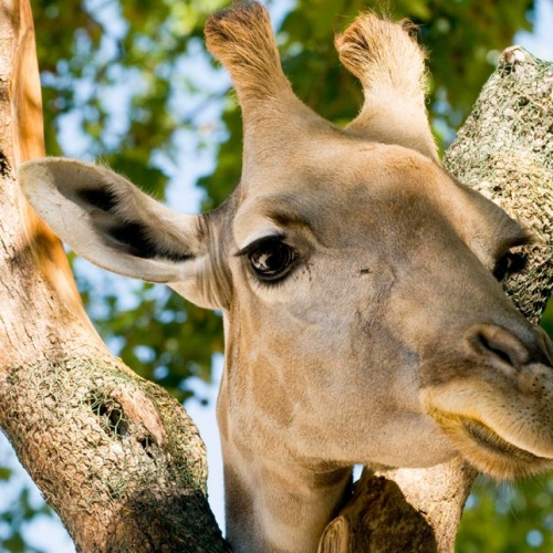 Jardim Zoológico