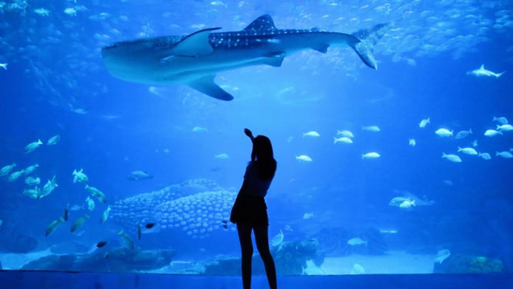 Visitar Lisboa - Oceanário