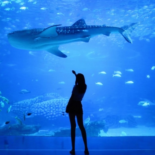 Visitar Lisboa - Oceanário