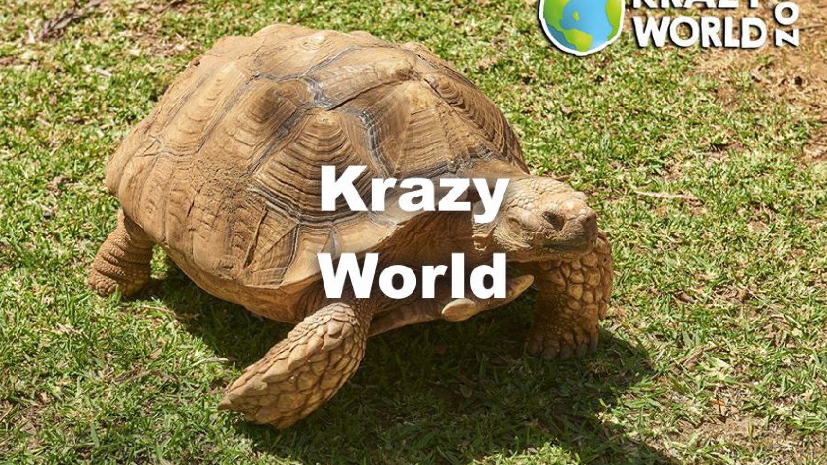 Krazy World - Faro