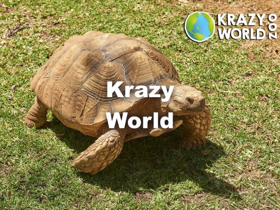 Krazy World - Faro