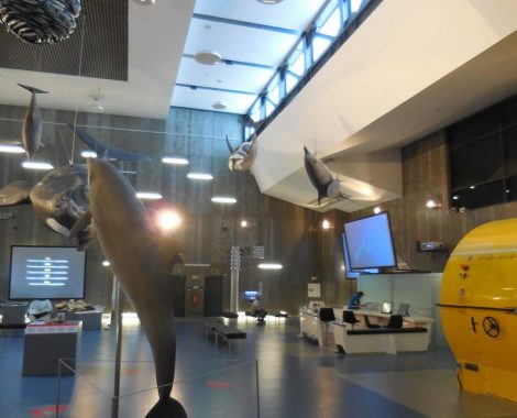 Museu da Baleia05